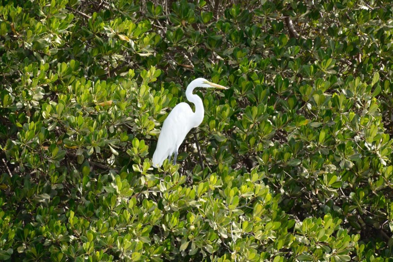 Le Pelican Du Saloum Sine-Saloum Bagian luar foto
